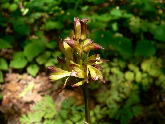 {Aplectrum hyemale}